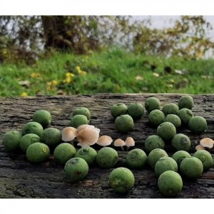 Boilies Pro Line 1kg 20mm Green Betain
