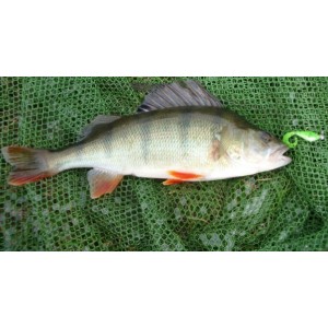 Bass Assassin Curly Shad 5cm Chartreuse Perch