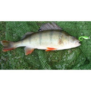 Bass Assassin Curly Shad 5cm Black Shad