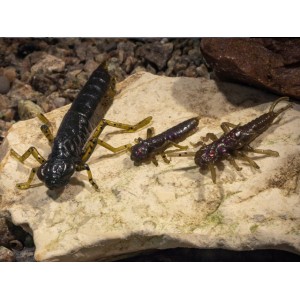 FishUp Dragonfly 3cm #036 Caramel Green Black