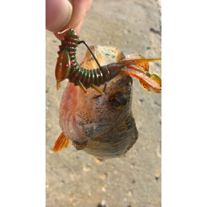 Lucky John Bug 6.3cm Nagoya Shrimp