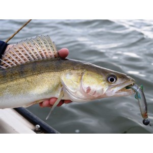 Shad Westin HypoTeez Shadtail 12.7cm Lime Curd